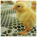 Plastic Chicken Floor Mesh